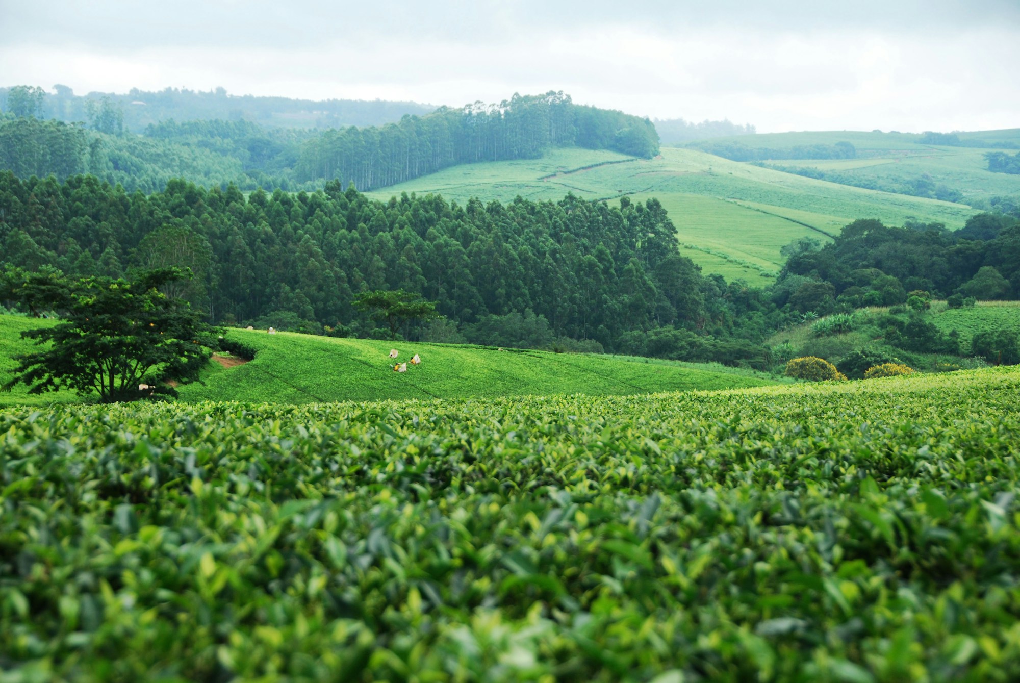 Lush agricultural landscape in Malawi